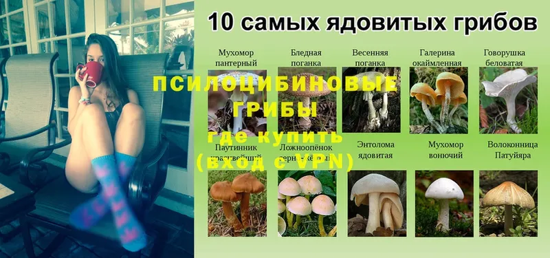 Псилоцибиновые грибы Psilocybe Горячий Ключ